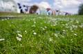 Pasture Flowers