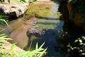 Pferde im Fluss