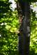 Pilze hoch am Baum