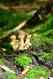 Pilze im Moos