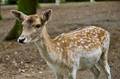 Reh im Tierpark in Braunschweig