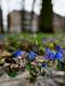 Sibirischer Blaustern im Park