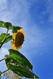 Sonnenblume in Almere