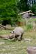 Spitzmaulnashorn kommt mal rüber