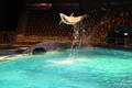 Springender Delfin