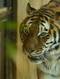 Tiger durch ein Fenster