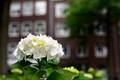 Weisse Hortensie