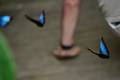 big blue morphos