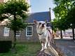 climbing dog