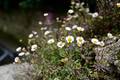 flowers on a rock