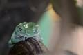 green tree frog