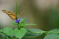 julia butterfly