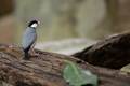 just a sparrow