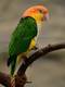 lovebird