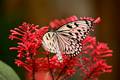 paper kite butterfly