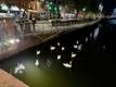 swans in the liffey