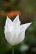 tulip on the wayside