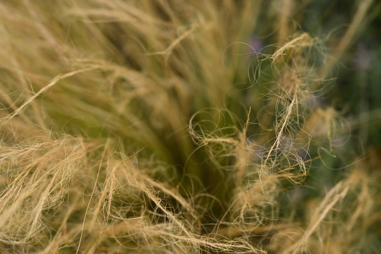 Some prairie grass in the North Park of Düsseldorf