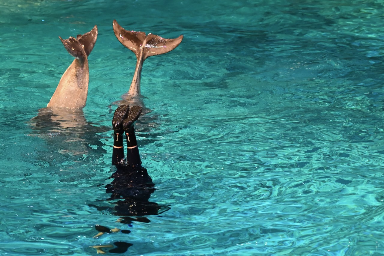 Two dolphins and a human upside down in water.