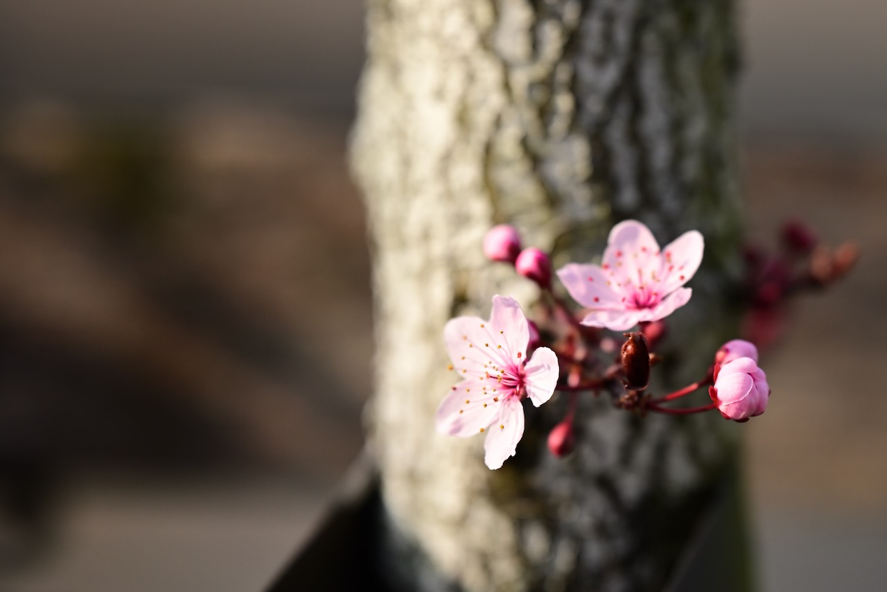 Some flower on a trunk