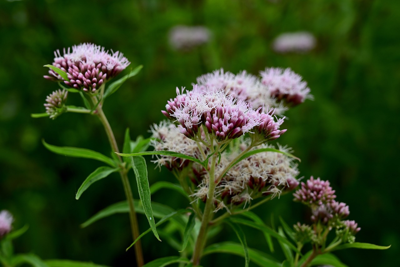 Just some ordinary Wasserdost