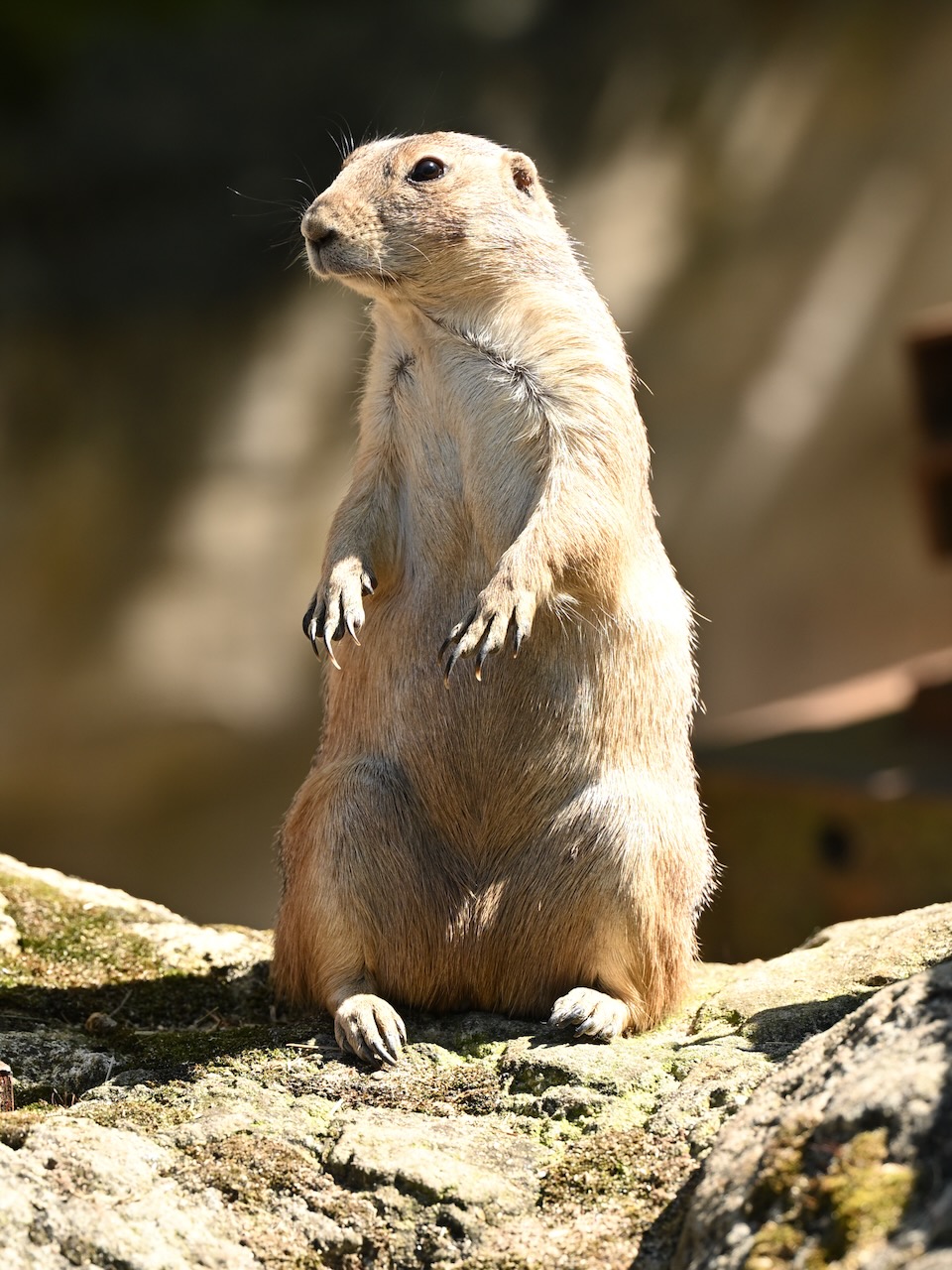 Prairie dog looks peerie