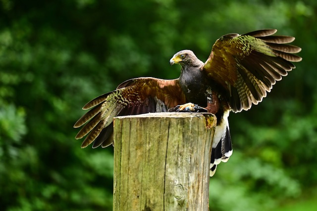 Wüstenbussard lands on post